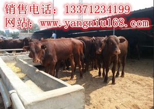 新縣肉牛養(yǎng)殖 市場分析與利潤前景展望