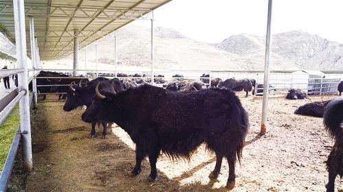 西藏規(guī)模化牦牛繁育技術(shù)取得重大突破，肉類產(chǎn)業(yè)迎來(lái)新時(shí)代