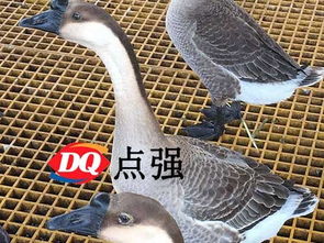 海口家畜養(yǎng)殖玻璃鋼格柵 優(yōu)選環(huán)保耐用材料，打造高效飼養(yǎng)環(huán)境