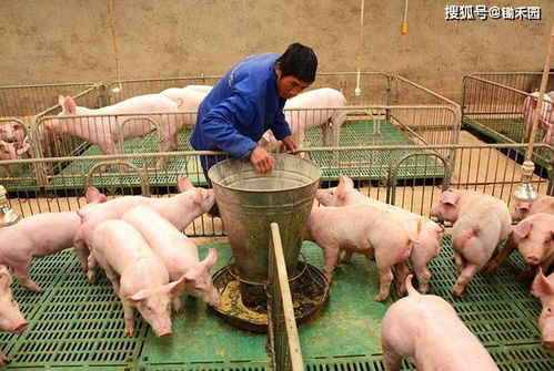 2021年第一周明顯偏冷，春節(jié)前可能還有寒潮 畜禽養(yǎng)殖防凍指南與肉類保障策略